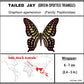 9040408 - Real Butterfly Acrylic Display Box - Tailed Jay Butterfly (Graphium agamemnon)