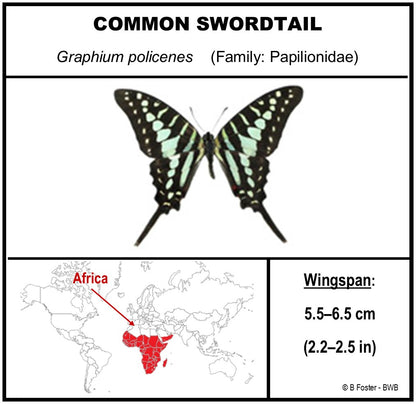 9040409 - Real Butterfly Acrylic Display Box - Common Swordtail Butterfly (Graphium policenes)