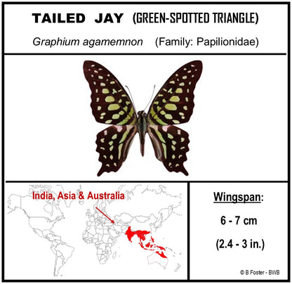 750212 - Butterfly Bubble - Med. - Round - Tailed Jay/Green-Spotted Triangle