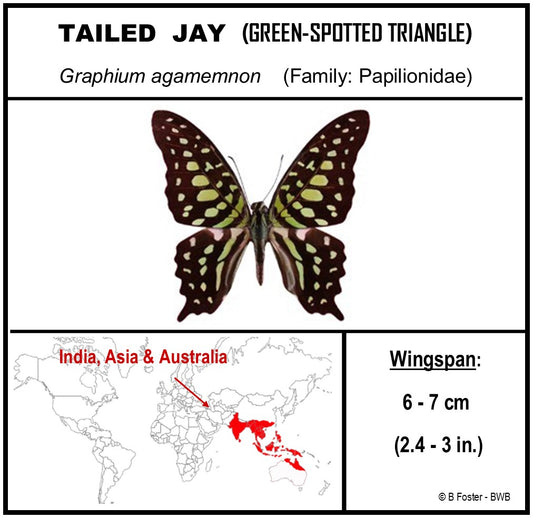 750803 - Butterfly Bubble - Med. - Heart Shape - Tailed Jay / Green-Spotted Triangle