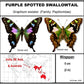 760200 - Dome Displays - Medium (100mm) - White - Purple Spotted Swallowtail (Graphium weiskei)