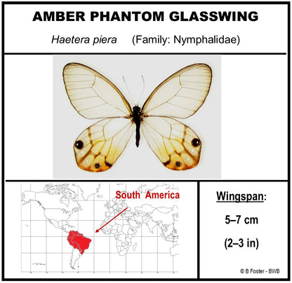 9040417 - Real Butterfly Acrylic Display Box - Amber Phantom Glasswing Butterfly (Haetera piera)