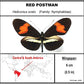 750216 - Butterfly Bubble - Med. - Round - Red Postman Butterfly