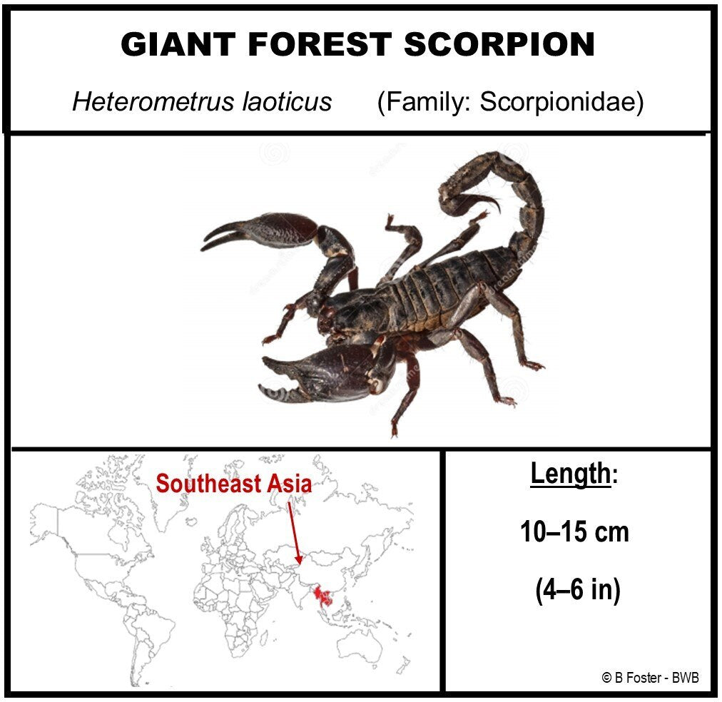 9060704 - Real Bug Acrylic Display Box - 6" X 6" - Diamond - Giant Forest Scorpion (Heterometrus laoticus).