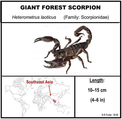 9060703 - Real Bug Acrylic Display Box - 6" X 6" - Giant Forest Scorpion (Heterometrus laoticus)