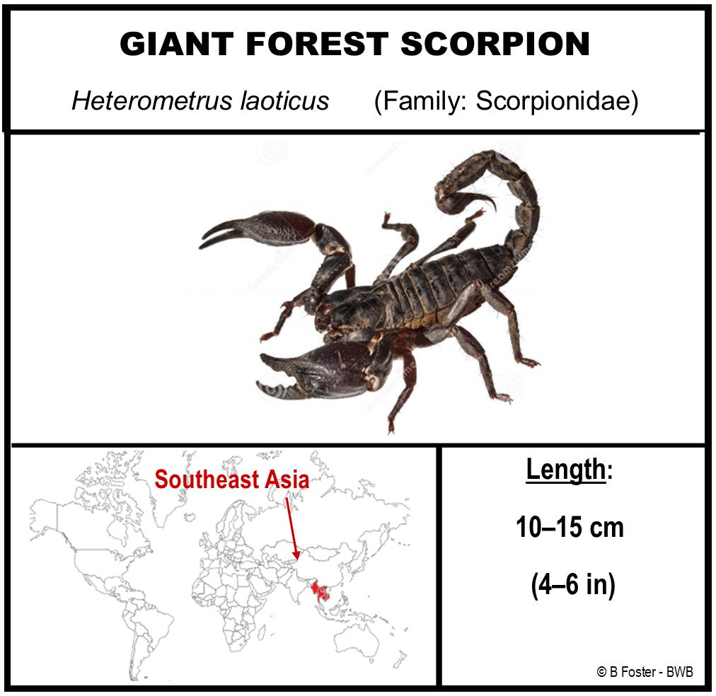 760462 - Dome Displays - Ex. Large (156mm) - White - Asian Giant Forest Scorpion﻿ (Heterometrus laoticus)