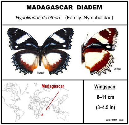 9060615 - Real Butterfly Acrylic Display Box - 6"X6" - Madagascar Diadem Butterfly (Hypolimnas dexithea)
