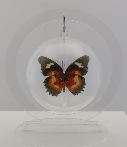750200 - Butterfly Bubbles - Med. - Round - Malay Lacewing Butterfly (Cethosia hypsea hypsina)