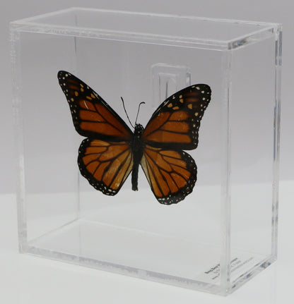 9050502 - Real Butterfly Acrylic Display Box - 5"X5" - Monarch Butterfly (Danaus plexippus)