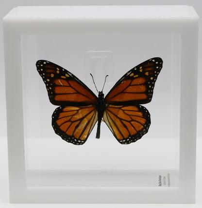 9050502 - Real Butterfly Acrylic Display Box - 5"X5" - Monarch Butterfly (Danaus plexippus)