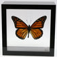 9050502 - Real Butterfly Acrylic Display Box - 5"X5" - Monarch Butterfly (Danaus plexippus)