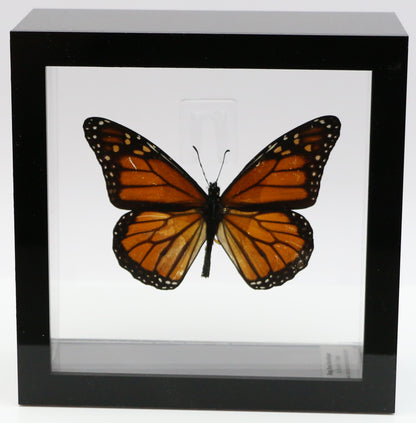 9050502 - Real Butterfly Acrylic Display Box - 5"X5" - Monarch Butterfly (Danaus plexippus)