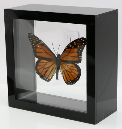 9050502 - Real Butterfly Acrylic Display Box - 5"X5" - Monarch Butterfly (Danaus plexippus)