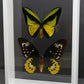 9121602 - Real Butterfly Acrylic Display Box - 9" X 12" - Goliath Bird Wing - Pair