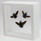 9060717 - Real Bug Acrylic Display Box - 6" X 6" - Carpenter Bee Trio