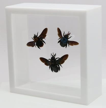 9060717 - Real Bug Acrylic Display Box - 6" X 6" - Carpenter Bee Trio