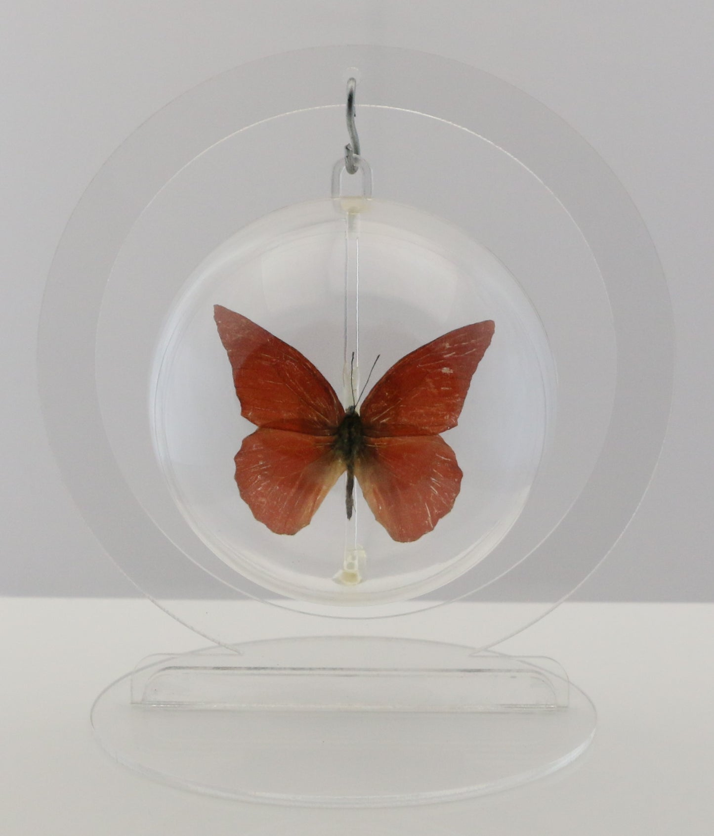 750202 - Butterfly Bubbles - Med. - Round - Orange Albatross Butterfly