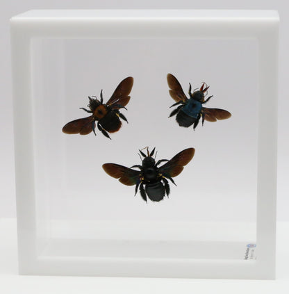 9060717 - Real Bug Acrylic Display Box - 6" X 6" - Carpenter Bee Trio