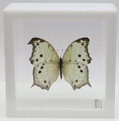 9050526 - Real Butterfly Acrylic Display Box - 5"X5" - Forest Mother-of-Pearl Butterfly (Salamis parhassus)