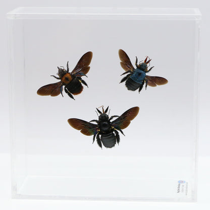 9060717 - Real Bug Acrylic Display Box - 6" X 6" - Carpenter Bee Trio