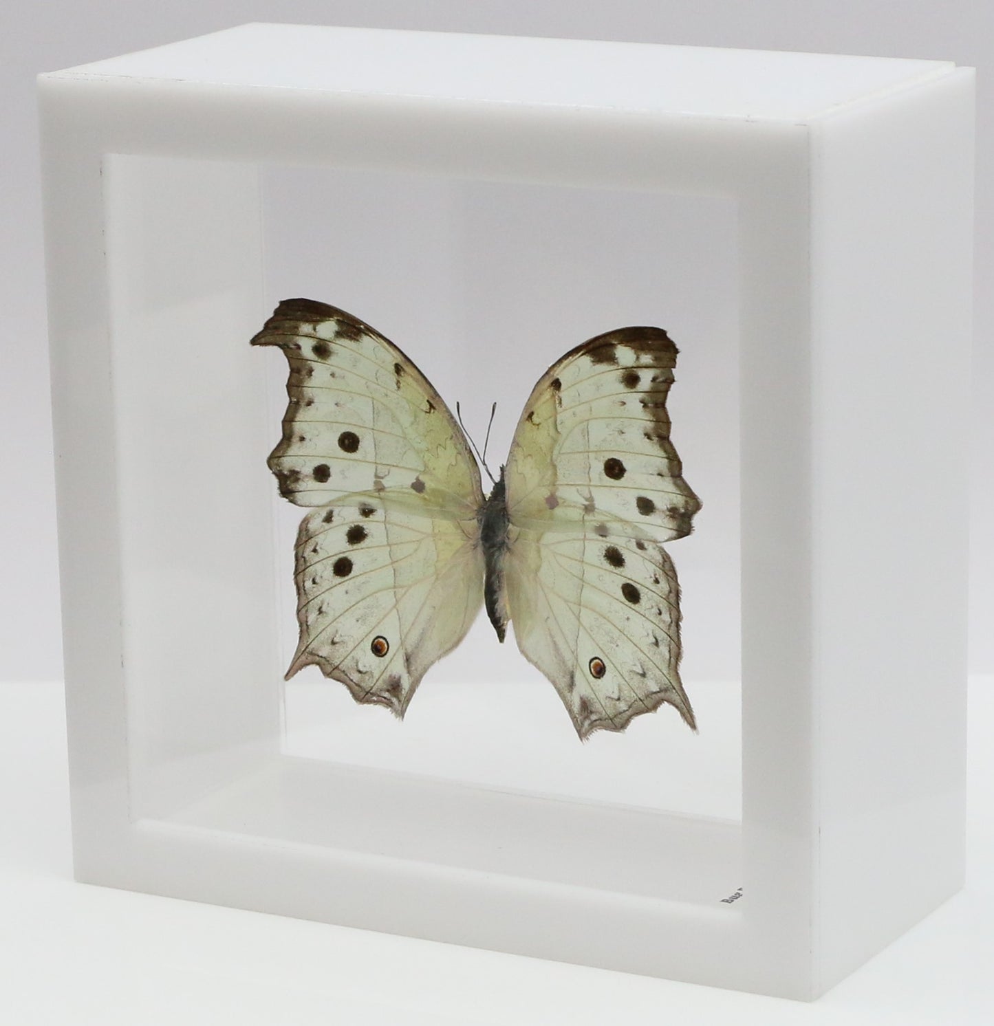 9050526 - Real Butterfly Acrylic Display Box - 5"X5" - Forest Mother-of-Pearl Butterfly (Salamis parhassus)
