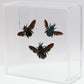 9060717 - Real Bug Acrylic Display Box - 6" X 6" - Carpenter Bee Trio
