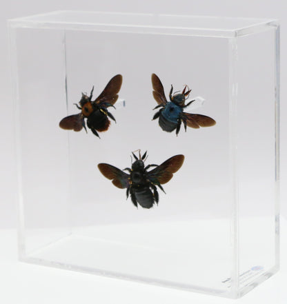 9060717 - Real Bug Acrylic Display Box - 6" X 6" - Carpenter Bee Trio