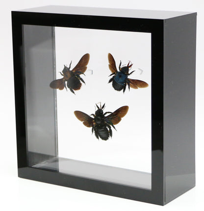 9060717 - Real Bug Acrylic Display Box - 6" X 6" - Carpenter Bee Trio