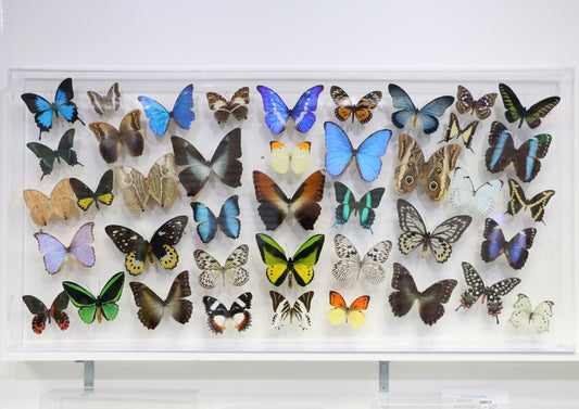 9224401 - Real Butterfly Acrylic Display Box - 22" X 44" - Assorted Premium Butterflies