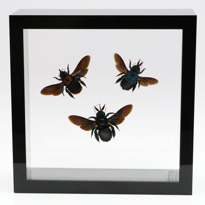 9060717 - Real Bug Acrylic Display Box - 6" X 6" - Carpenter Bee Trio