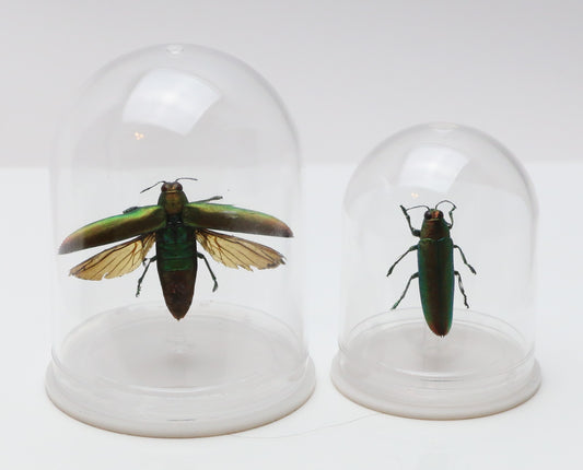 740202 - Mini-Bell Jar - Medium - Jewel Beetle - Wings Spread