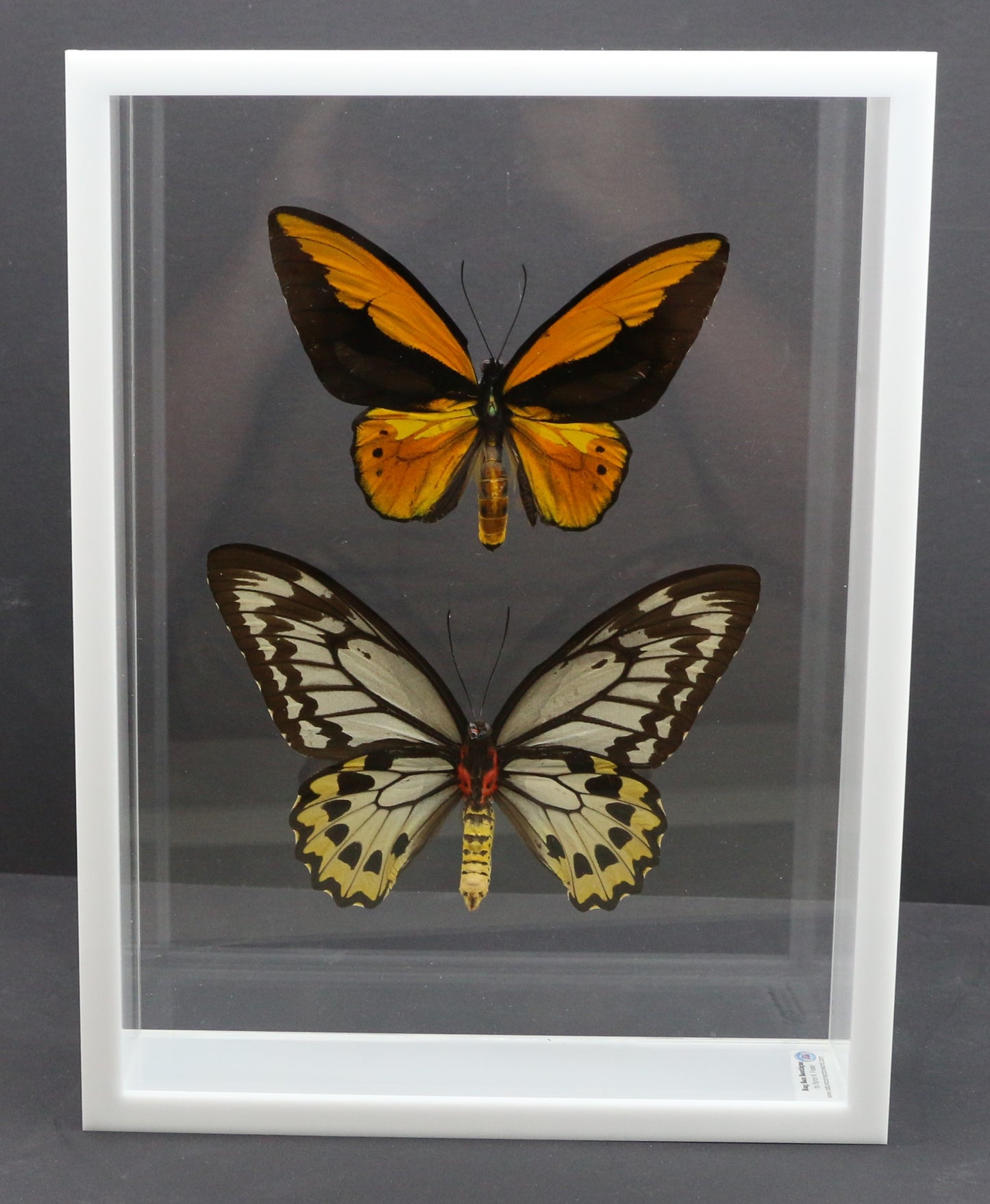 9101001 - Real Butterfly Acrylic Display Box - 9" X 12" - Gold Bird Wing - Pair