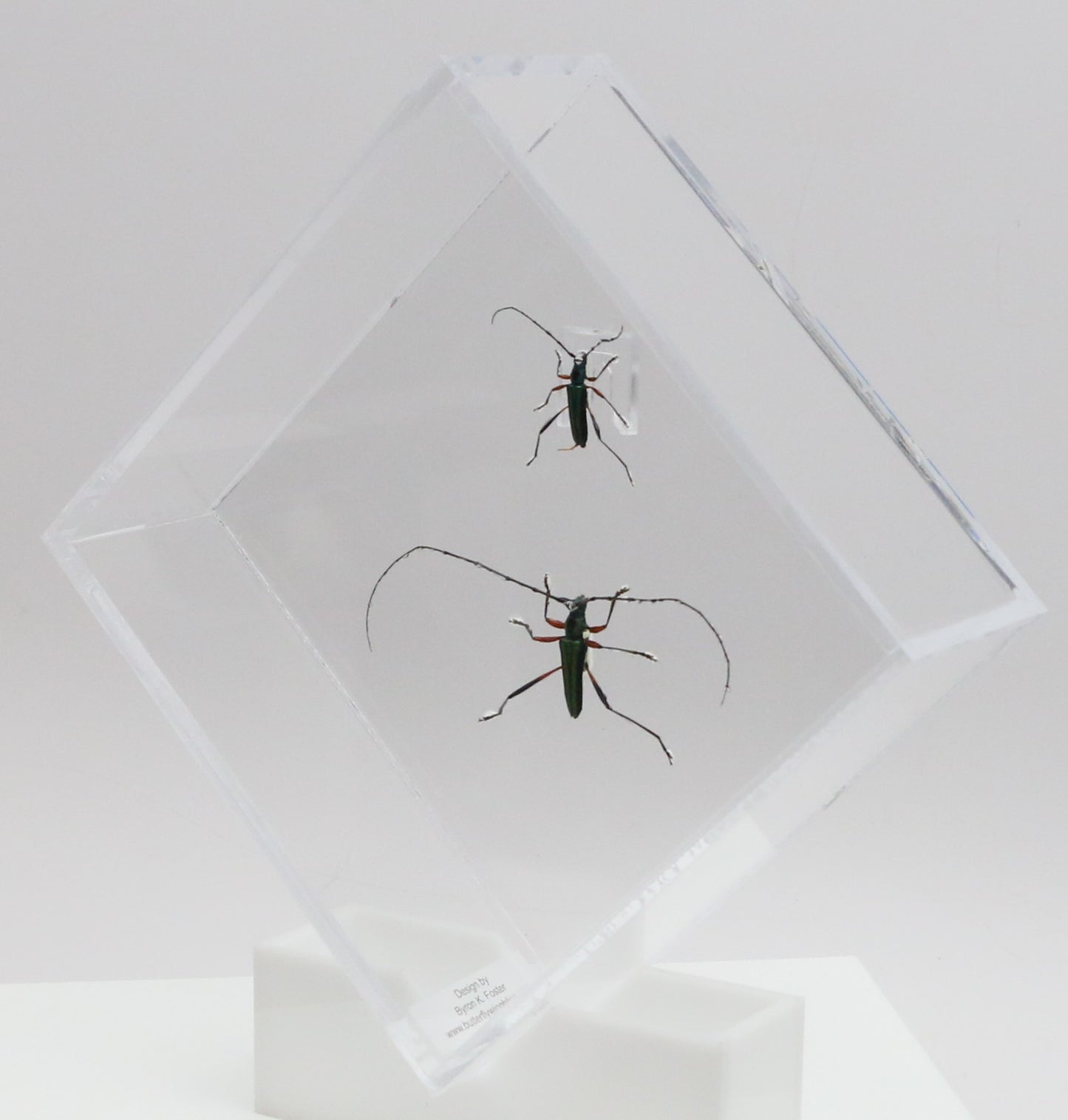 9060713 - Real Bug Acrylic Display Box - 6" X 6" - Emerald Green Longhorn Beetle (Chloridulum promissum - Pair