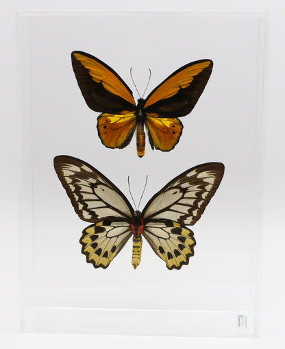 9101001 - Real Butterfly Acrylic Display Box - 9" X 12" - Gold Bird Wing - Pair