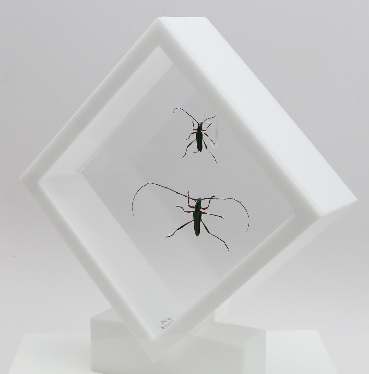 9060713 - Real Bug Acrylic Display Box - 6" X 6" - Emerald Green Longhorn Beetle (Chloridulum promissum - Pair