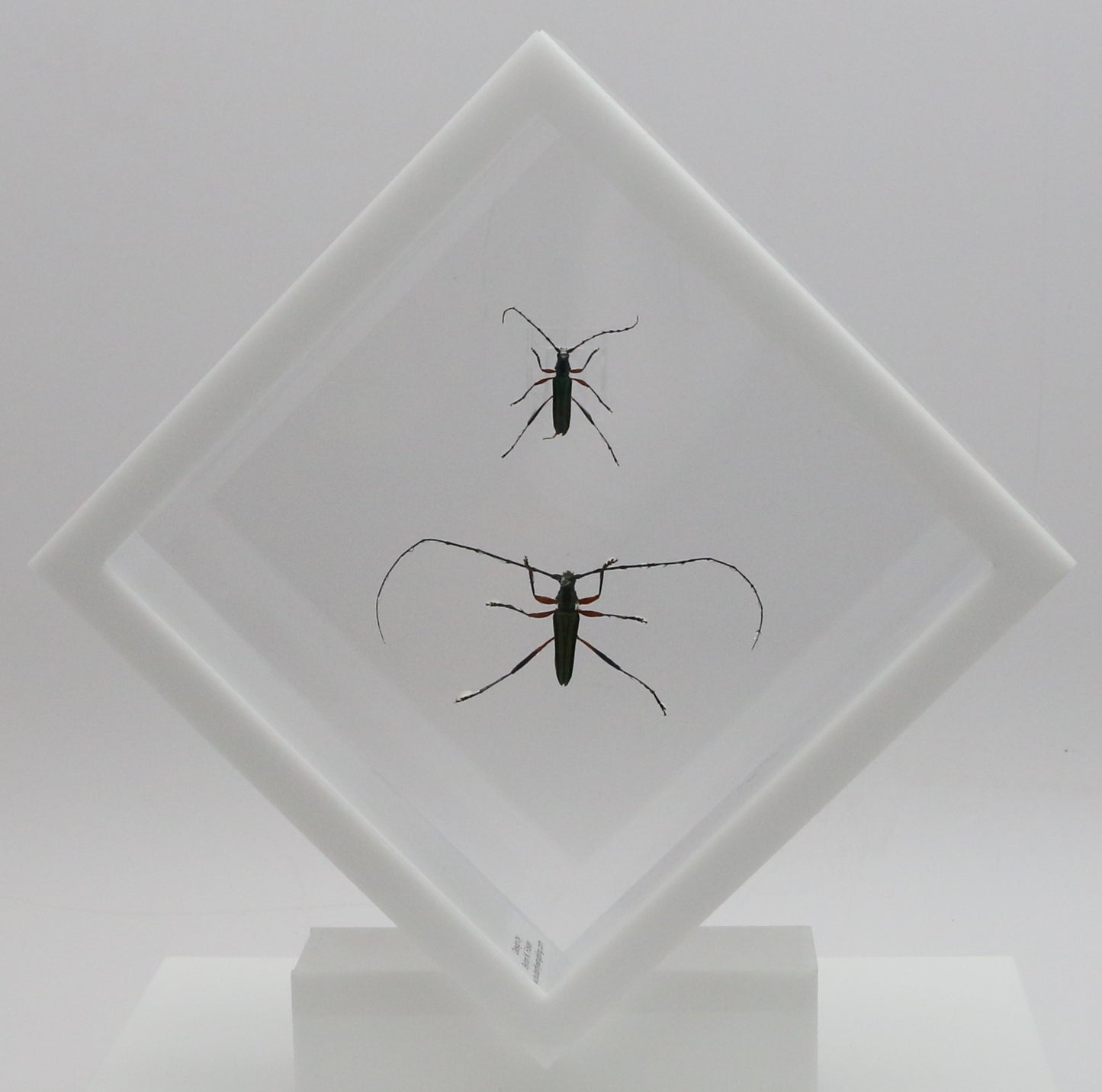 9060713 - Real Bug Acrylic Display Box - 6" X 6" - Emerald Green Longhorn Beetle (Chloridulum promissum - Pair