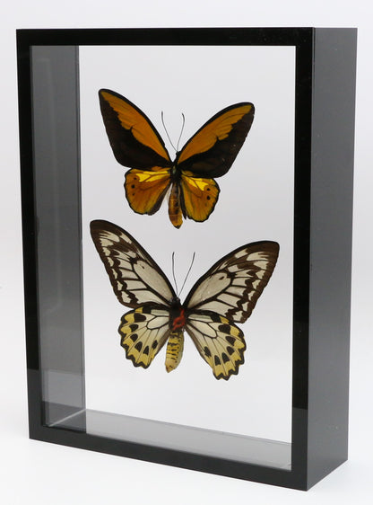 9101001 - Real Butterfly Acrylic Display Box - 9" X 12" - Gold Bird Wing - Pair