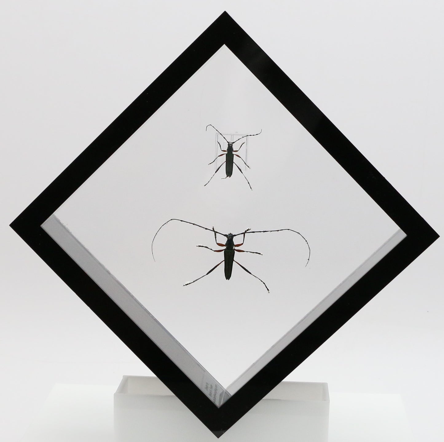 9060713 - Real Bug Acrylic Display Box - 6" X 6" - Emerald Green Longhorn Beetle (Chloridulum promissum - Pair