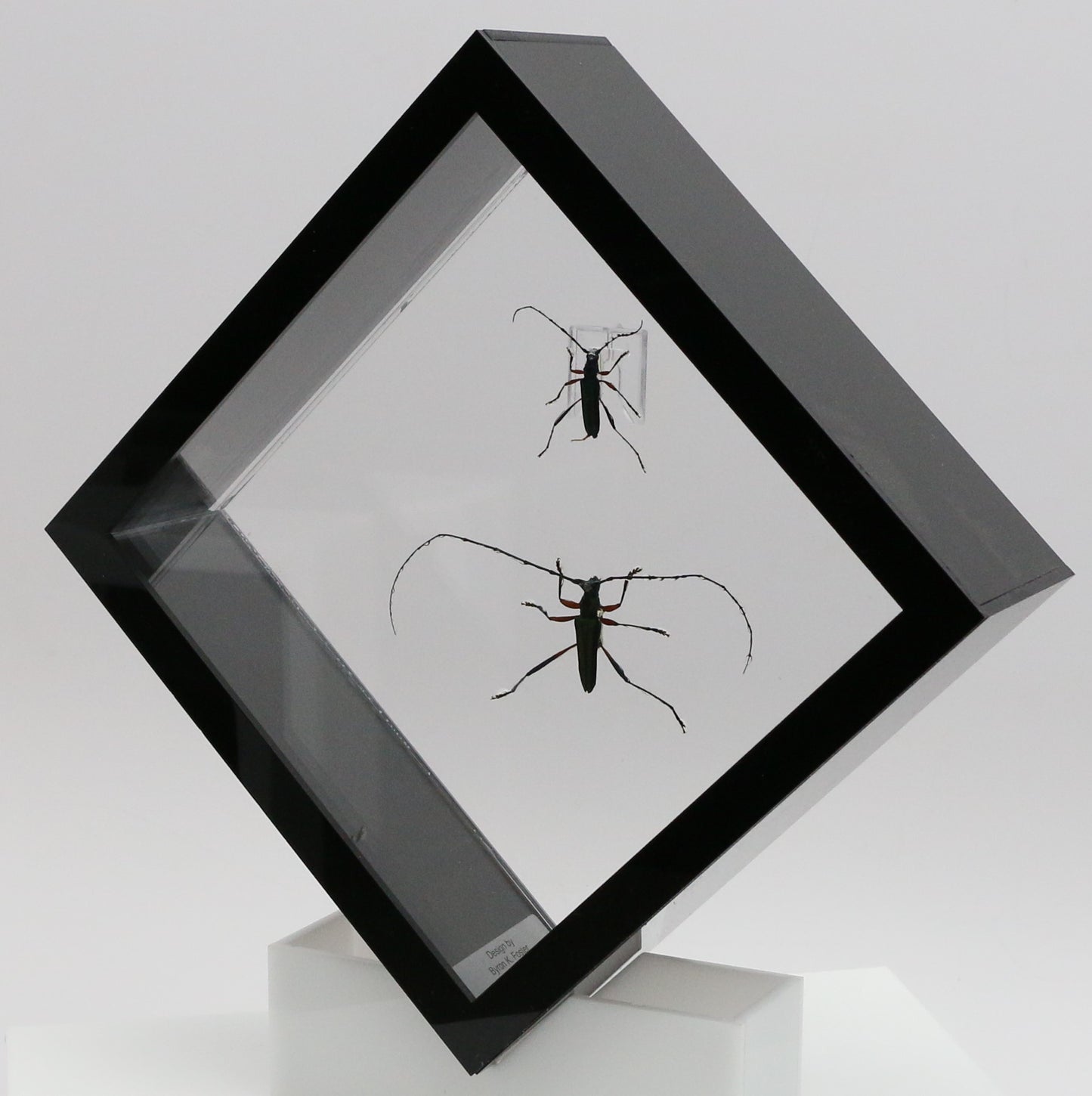 9060713 - Real Bug Acrylic Display Box - 6" X 6" - Emerald Green Longhorn Beetle (Chloridulum promissum - Pair