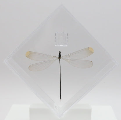 9060710 - Real Bug Acrylic Display Box - 6" X 6" - Giant Damselfly (Microstigma rotundatum)