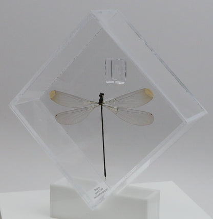 9060710 - Real Bug Acrylic Display Box - 6" X 6" - Giant Damselfly (Microstigma rotundatum)