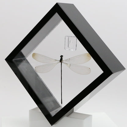 9060710 - Real Bug Acrylic Display Box - 6" X 6" - Giant Damselfly (Microstigma rotundatum)