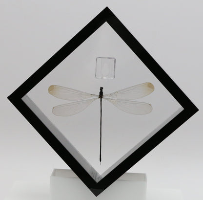 9060710 - Real Bug Acrylic Display Box - 6" X 6" - Giant Damselfly (Microstigma rotundatum)