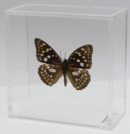 9050514 - Real Butterfly Acrylic Display Box - 5"X5" - Great Purple Emperor Butterfly (Sasakia charonda)