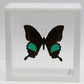 9050505 - Real Butterfly Acrylic Display Box - 5"X5" - Paris Peacock Swallowtail (Papilio paris)