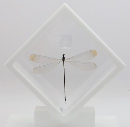 9060710 - Real Bug Acrylic Display Box - 6" X 6" - Giant Damselfly (Microstigma rotundatum)