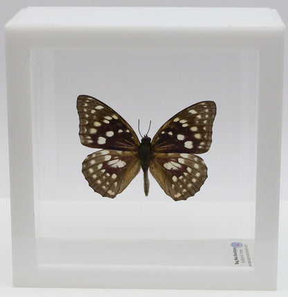 9050514 - Real Butterfly Acrylic Display Box - 5"X5" - Great Purple Emperor Butterfly (Sasakia charonda)