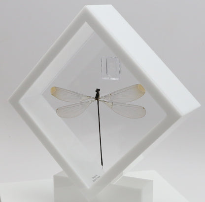 9060710 - Real Bug Acrylic Display Box - 6" X 6" - Giant Damselfly (Microstigma rotundatum)