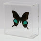 9050505 - Real Butterfly Acrylic Display Box - 5"X5" - Paris Peacock Swallowtail (Papilio paris)