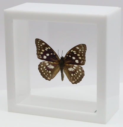 9050514 - Real Butterfly Acrylic Display Box - 5"X5" - Great Purple Emperor Butterfly (Sasakia charonda)